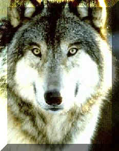 Wolf.jpg (18212 bytes)